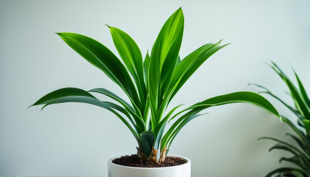 Dracaena cinnabari