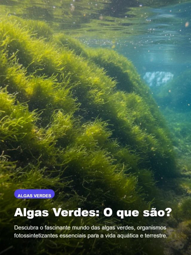 Exemplos de Algas verdes: Conheça as Espécies (Web Story)